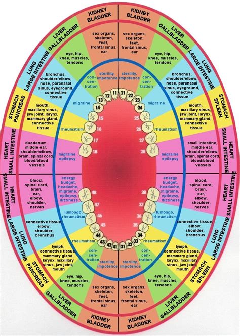 Teeth Meridian Chart Archives Acupro Academy Acupuncture Online Courses