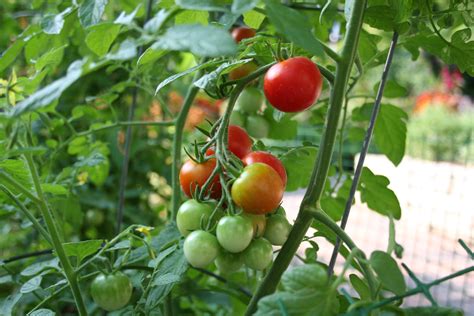 Growing Tomatoes Patio Tomatoes Growing Outdoor Tomatoes Gardening
