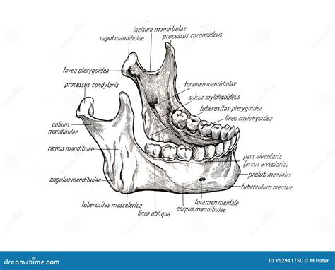 Lower Jaw Bone Drawing And Its Components Stock Illustration