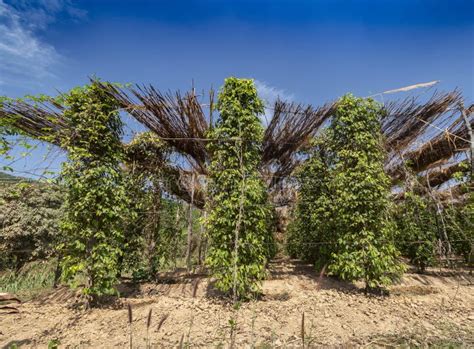 Organic Peppercorn Pods On Pepper Vine Plant In Kampot Cambodia Stock