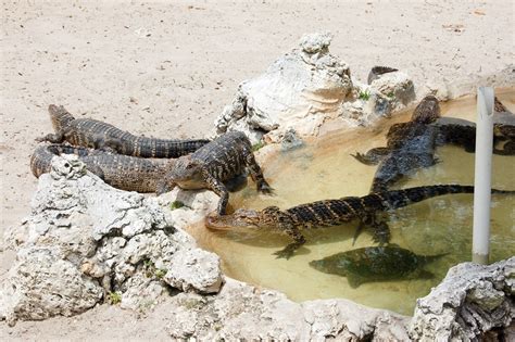 Animal Sanctuary And Alligator Park Wootens Everglades Airboat Tours