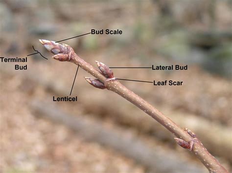 Parts Of A Twig Winter Tree Identification Twig Outdoor School