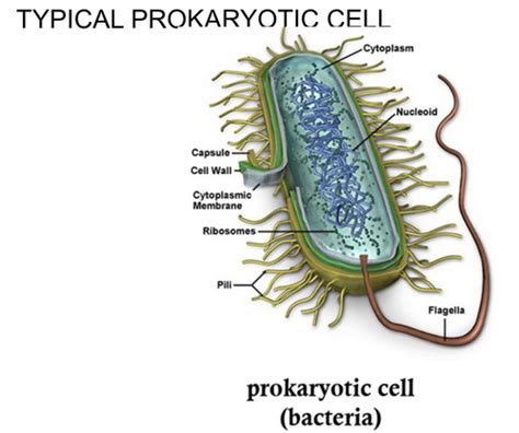 chapter 4 functional anatomy of prokaryotic and eukaryotic cells flashcards quizlet
