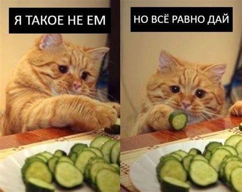Как сидеть на низкоуглеводной диете