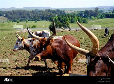 Ankole Watusi Cattle On A Farm In South Africa Stock Photo Alamy