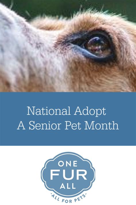 Pet insurance coverage includes emergencies, hereditary or congenital conditions, cancer, and chronic conditions. National Adopt A Senior Pet Month | Pets, Adoption, National