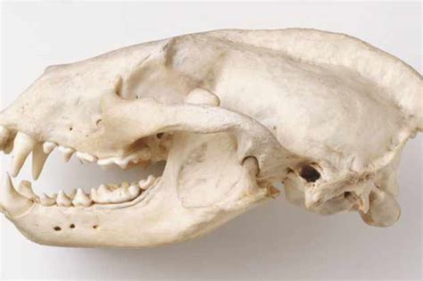 How To Identify Mammal Skulls Discover Wildlife