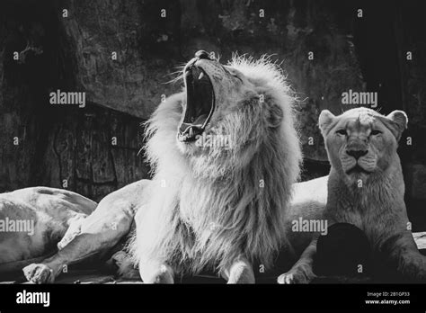 Roaring Lion Black And White Stock Photos And Images Alamy