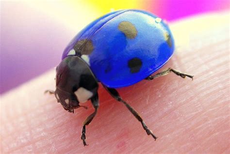 Ladybugs Come In Blue Ladybug Pinterest