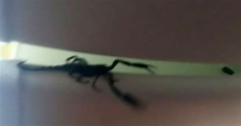 Passengers Terrified After Giant Poisonous Scorpion Escapes Into Plane