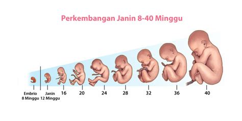 Pasalnya, kehamilan di minggu pertama memang cenderung tidak terasa secara signifikan, kok. Perkembangan Janin dalam Kandungan - Mamapapa.id
