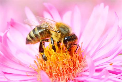 Novice beekeepers are often confused as to what honey plants and flowers they should plant in order so why don't bees work certain flowers? Farnworth Honey Bee Nest Removal