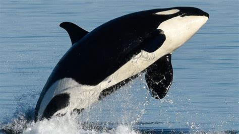 What Can Killer Whales Teach Us About The Menopause Bbc News
