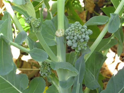 When To Harvest Broccoli Gardenerd