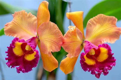 Cattleya Orchid Flower Meaning Best Flower Site