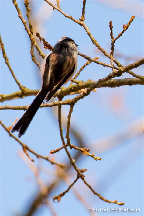 Long Tailed Tits Forty Years Ago In My Nature Notebooks David At