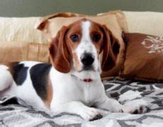 The basset hound beagle mix (also known as a bagle hound) is not a purebred dog. Bagle Hound (Basset Hound Beagle Mix) Info, Facts, Temperament, Training, Puppies, Pictures