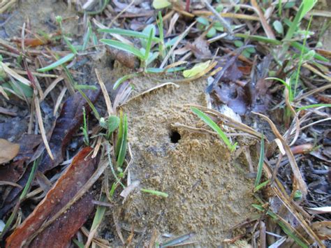 Ground Nesting Bees In Turf Nc Cooperative Extension