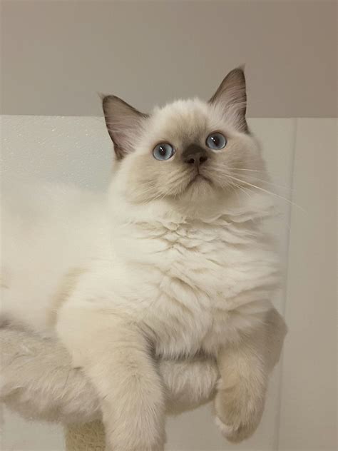 Chocolate Color Point Mink Ragdoll Ragdoll Cat Ragdoll Kitten Cute Cats