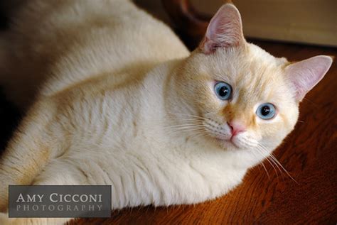 Flame Point Siamese Cat A Beautiful Portrait Of A Flame Po Flickr