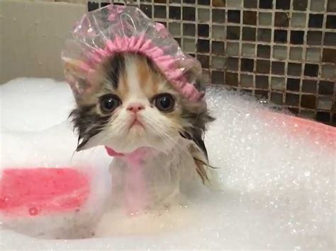 Por eso queremos que seas parte del equipo de uncomo y nos ayudes a ayudar a los demás con consejos y recomendaciones para solucionar problemas y dudas del día a día. El video del gato bañándose que enamoró en las redes - La 100