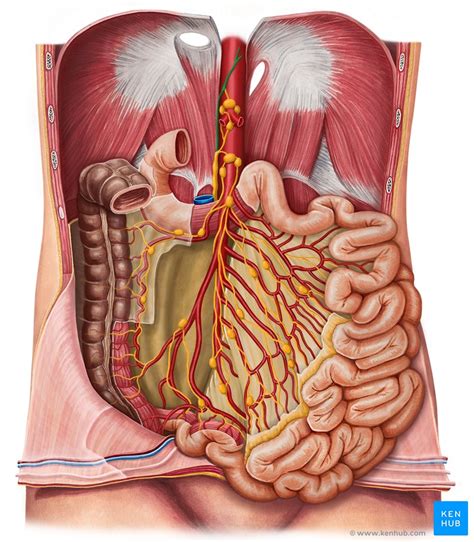 Lymphatics Of Abdomen And Pelvis Anatomy And Drainage Kenhub FindSource