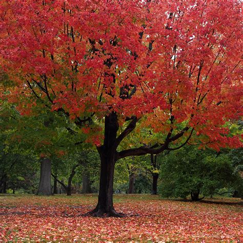 Autumn Red A Maple Tree Showing Off Its Autumn Colors Cen Flickr