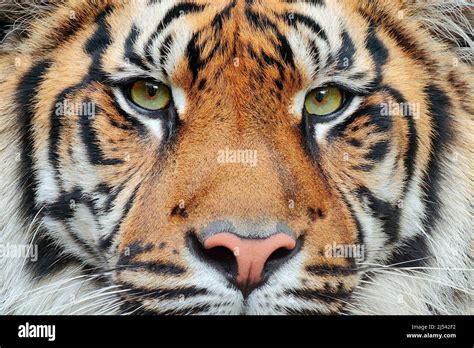 Close Up Detail Portrait Of Tiger Sumatran Tiger Panthera Tigris
