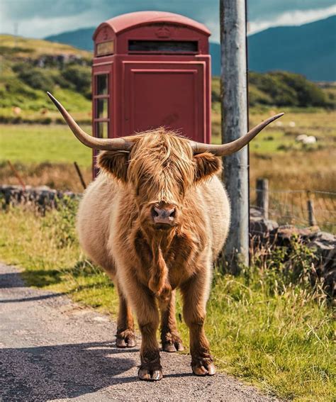 Isle Of Mull Argylland Bute Cute Cows Highland Cow Fluffy Cows