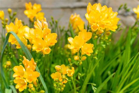 Freesia Which Means Symbolism And Shade Significance Within The