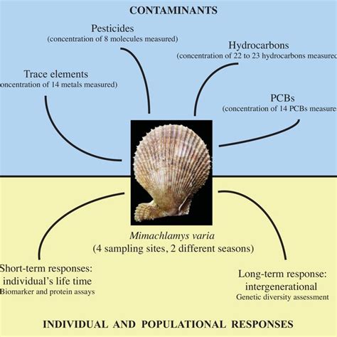 Photo Showing The Anatomy Of The Scallop Mimachlamys Varia With A