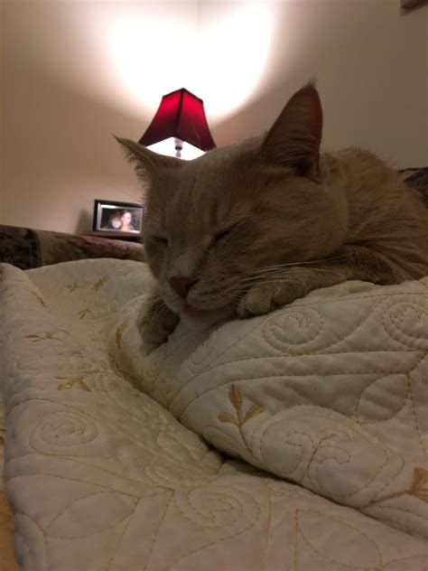 My baby and cuddle bug | Cat day, Cuddling, Kittens