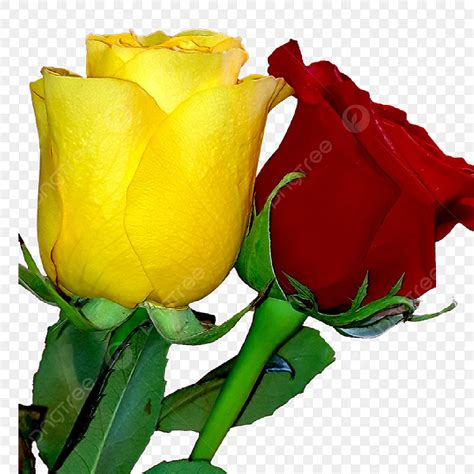 Yellow Rose Png Transparent Yellow And Red Roses Rose Roses Flower