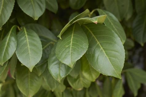 Prunus Laurocerasus Green Leaves Stock Image Image Of Branch Green
