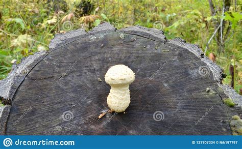 White Mushroom Growing On An Old Tree Stock Photo Image Of Macro