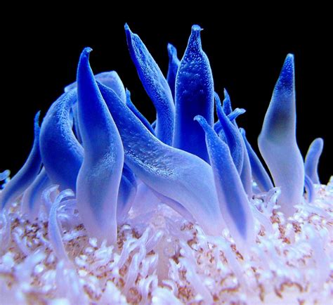 Top 105 Pictures Underwater Plants Names And Pictures Updated