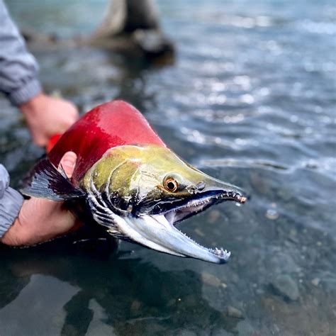 Big Win for Many Alaskans as EPA Thwarts Development of Bristol Bay’s