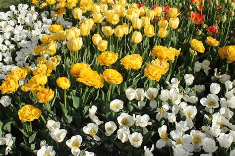 Enjoy The New York Tulip Fields At Washington Park This Spring