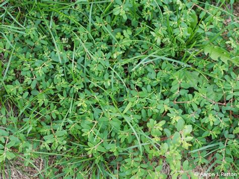 Prostrate Spurge Purdue University Turfgrass Science At Purdue University