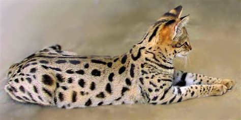 Bengal cats are bred from asian leopard cats which is a wild cat. Savannah Cat Breed | Savannah cat, Cat breeds, Hybrid cat