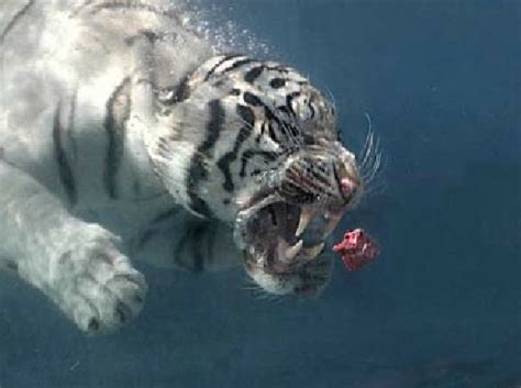 White Bengal Tiger Underwater Slick Men