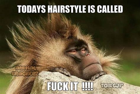 Pin By Crazy1 On Hilariousness Tired Animals Bad Hair Day Funny