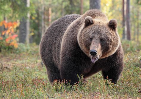 Braunbär im Wald Foto & Bild | natur, tiere, wildlife Bilder auf