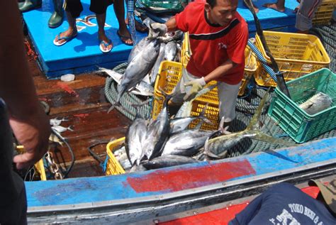 Target tinggi ikan budidaya di 2017 | PT. Rifan Financindo Berjangka Blog