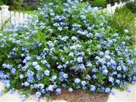 A home in central florida with lots of native plants. 1000+ images about Florida native plants on Pinterest ...