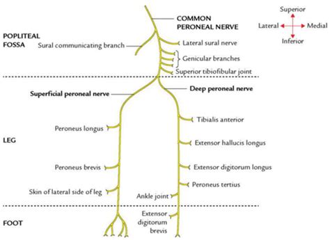Common Peroneal Nerve Flashcards Quizlet
