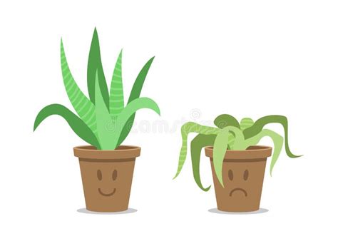 Cute Sad Wilted Plant In A Pot Stages Of Withering Abandoned And