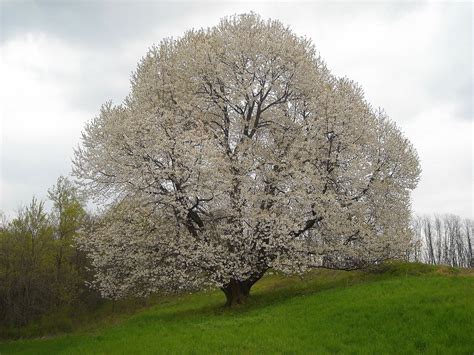 1 quando formare un albero da frutto. Coltivazione ciliegio - alberi da frutto - Coltivazione ...