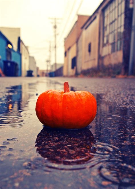 Rainy Day Pumpkin Miniature Pumpkin In South Tacoma Washi Flickr
