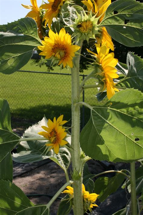 The stem of the flower can grow up to 3 metres tall, with a flower head that can be 30 cm wide. red Archives - BloominThyme